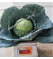Cabbage / Patta Gobi F1 Iris IHS-801 10 grams